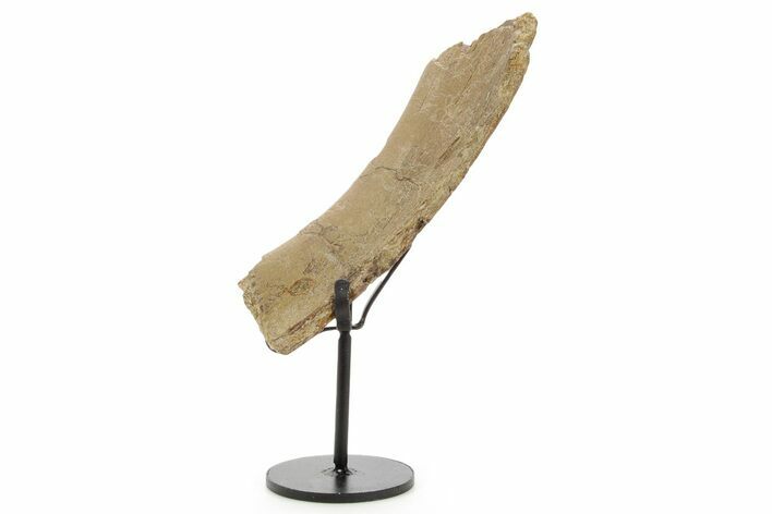 Fossil Hadrosaur Rib Section w/ Metal Stand - South Dakota #378578